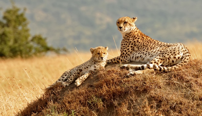 Гепарды Масаи Мара, Кения -