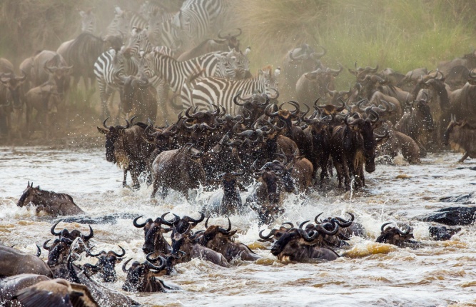 Масаи Мара Великая миграция, Кения -
