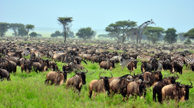 Великая миграция Серенгети в Танзанию -