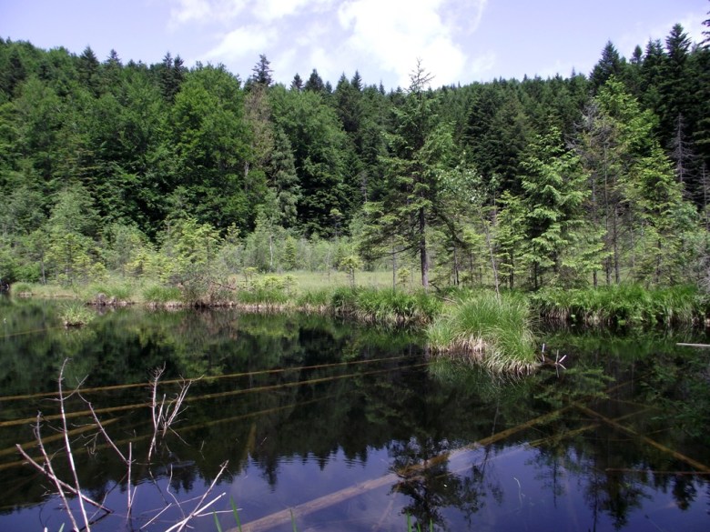Молчаливое черное озеро в окружении живописного леса и мохового ковра завораживает своей сказочной ирреальностью и драматической красотой