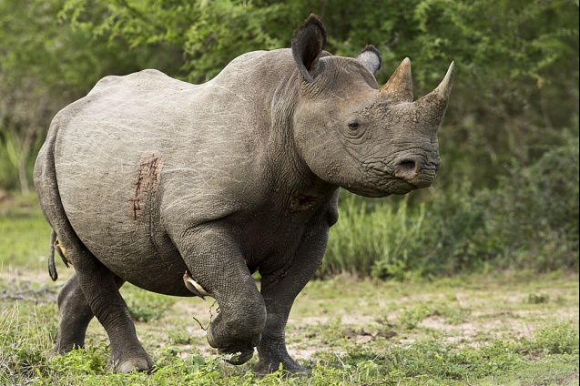 Крюгер носорог -